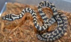 Baby Coastal Carpet Pythons 100% Het for Axanthic