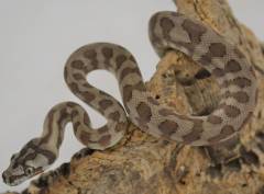 Baby Caramel Jaguar Carpet Pythons