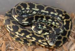 Small Caramel Carpet Pythons 100% Het for Albino