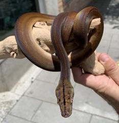 Baby Golden Child Sunfire Reticulated Pythons
