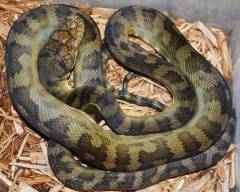 Halmahera Pythons