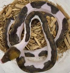 Baby Male Piebald Reticulated Pythons