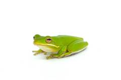 Green Tree Frogs