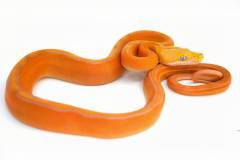 Baby Purple Albino Sunfire Golden Child Reticulated Pythons