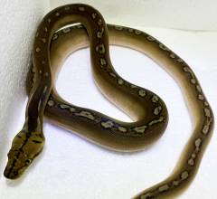 Baby Sunfire Reticulated Pythons