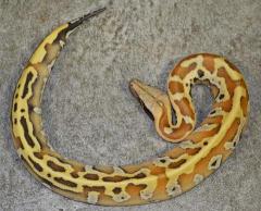 Baby Bangka Island Red Blood Pythons