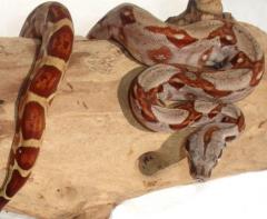 Baby Salmon Boas 100% Het Sharp Albino