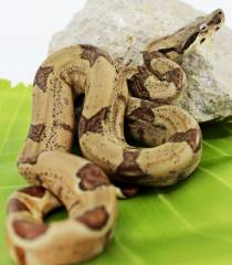 Baby Hypo Colombian Boas