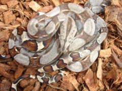 Baby Colombian Boas Het for Kahl Albino