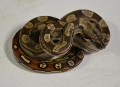 Baby Motley Colombian Boas