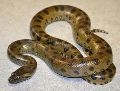 Baby Green Anacondas