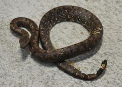 Small Halmahera Ground Boas