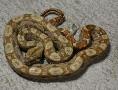 Baby Hypo Central American Boas