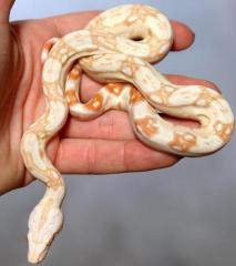 Baby Sharp Albino Colombian Boas
