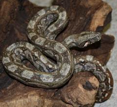 Baby Sonoran Desert Boas