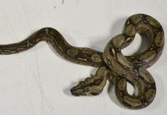 Baby Sonoran Boas Het Leopard