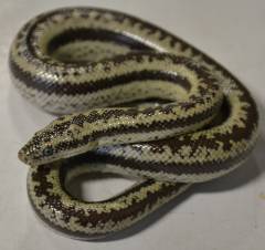 Baby Coastal x Chocolate Rosy Boas