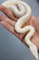 Small Sharp Snow Boas