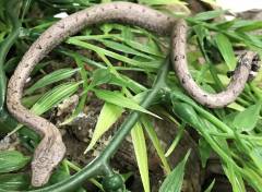 Santa Isabel Island Ground Boas