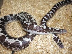 Adult Black & White Kenyan Sand Boas