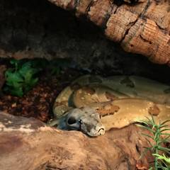 Medium Hypo Jungle Colombian Boas