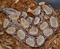 Baby Hypo Kubsch Pastel Boas