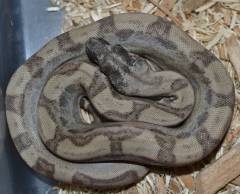 Baby Ghost Motley Colombian Boas