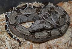 Baby Colombian Boas Het for Blood