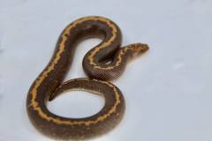 Baby Striped Kenyan Sand Boas