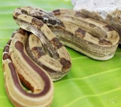Baby Hypo Stripe Tail Colombian Boas