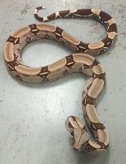 Medium Suriname Red Tailed Boas