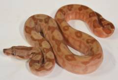 Baby T Positive Albino Central American Boas