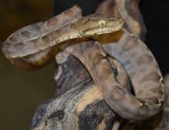 Small Grey Amazon Tree Boas