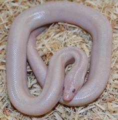 Baby Limburg Snow Rosy Boas