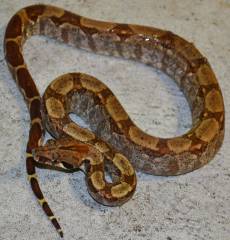 Small Hypo Central American Boas