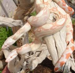Baby Kahl Albino Colombian Boas