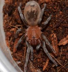 Brazilian Red Head Tarantulas Medium
