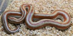 Small San Matias Rosy Boas