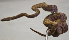 Solomon Island Tree Boas