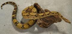 Sub Adult Colombian Boas