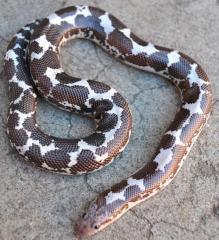 Small Black & White Kenyan Sand Boas