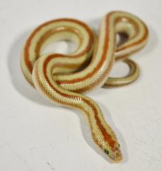 Baby San Matias Rosy Boas