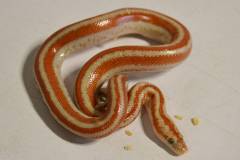 Baby San Mateo Rosy Boas