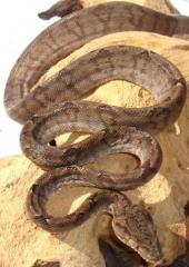Sub Adult Grey Amazon Tree Boas