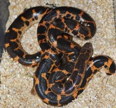 Baby Saharan Sand Boas