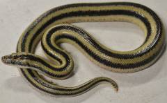 Baby Magdelena Plains Rosy Boas