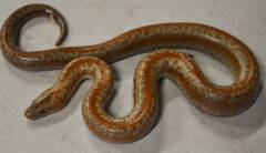 Baby Coastal Rosy Boas Het Limburg Snow