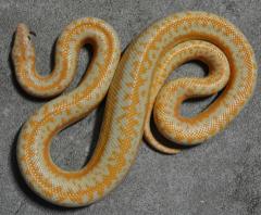 Adult Limburg Albino Coastal Rosy Boas