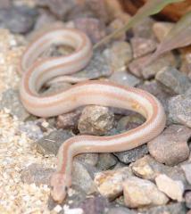 Baby Ghost San Felipe Rosy Boas