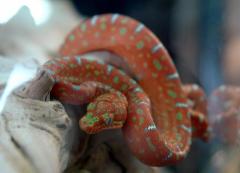Baby Emerald Tree Boas